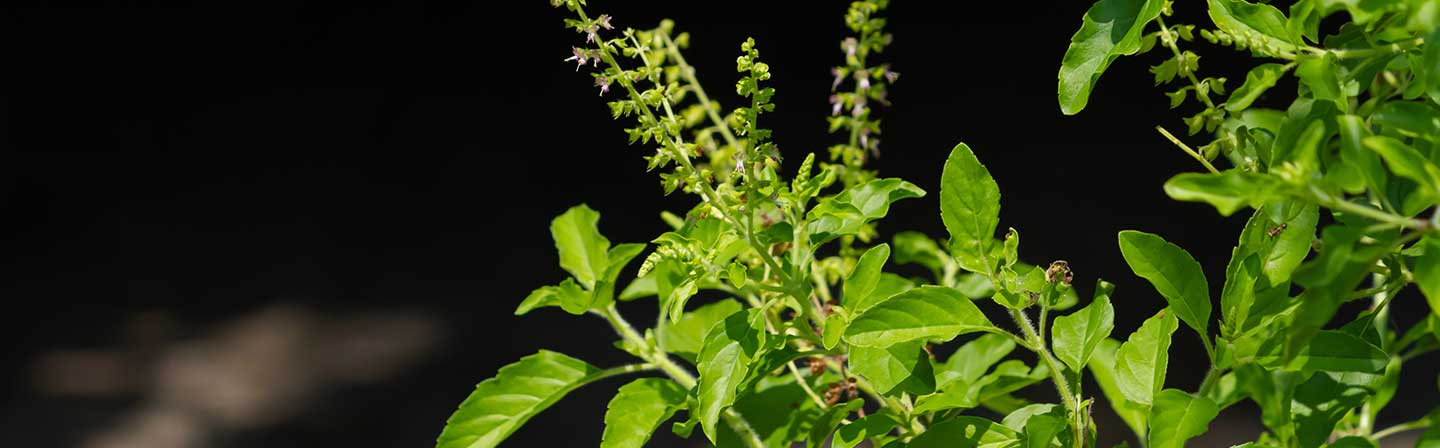 10-Health-Benefits-of-Tulsi