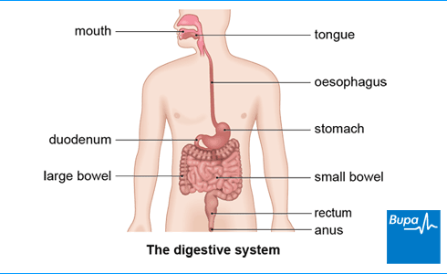 Digestive-system