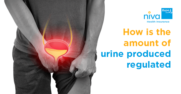 How is the amount of urine produced regulated
