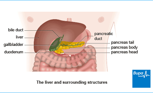 Liver Problem Symptoms in Tamil