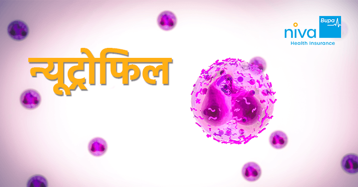 Neutrophils in Hindi